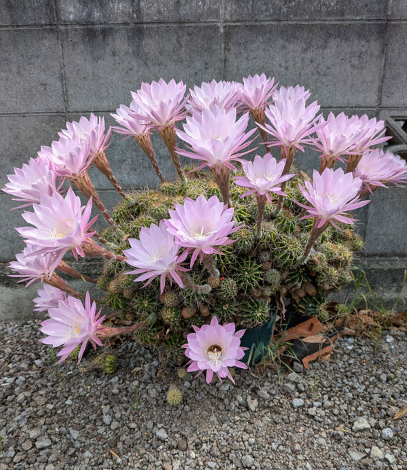 我が家の仙人掌の花は今日を限りと色鮮やかに咲いています。　　　　　　　・仙人掌の今日を限りの花の彩(和良)
