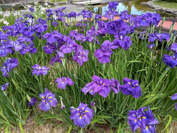 我が家の庭に咲く仙人掌の花には憂いの影は全くありません。　　　　　　・仙人掌の花に憂ひの無かりけり(和良)