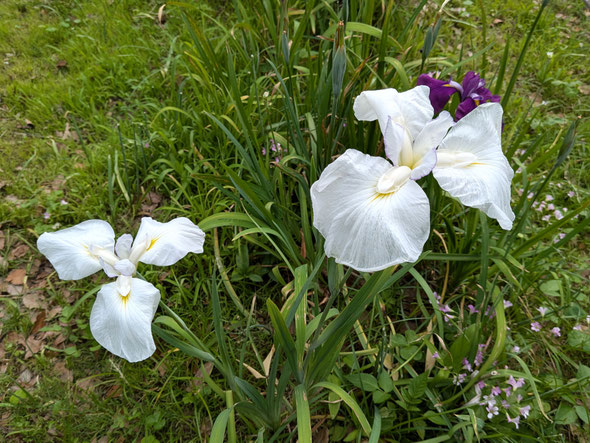 徳島市にある助任緑地では白い花菖蒲も少し咲いていました。　　　　　　・これはまあ白い菖蒲の花なりし(和良)