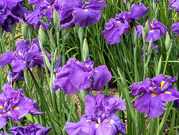 徳島市の助任緑地ではやはり群生する紫の花菖蒲に見惚れました。　　　　　　　　・群生の紫が好き花菖蒲(和良)