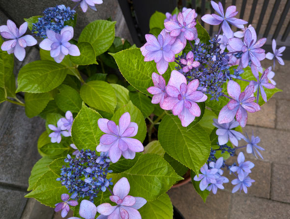 藍住町のご近所ではこんな鉢植の額の花も綺麗に咲いていました。　　　　・小さくとも品の好きかな額の花(和良)