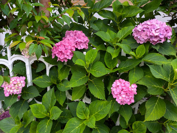 藍住町の我が家の庭先の紫陽花も雨の降るのを待っています。　　　　　　・明日は雨明日こそ雨と濃紫陽花(和良)
