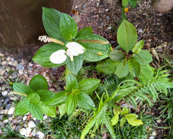 鳴門市のレストランの玄関先の庭に半夏生草が白い葉を見せていました。　　　　　・雨後の白美しき半夏生(和良)