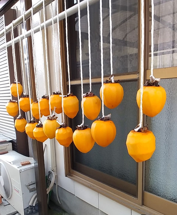 艶の良い柿を売っていましたので第二陣の柿を吊しました。　　　　　　　　・艶の良き柿に出合ひて柿吊す(和良)