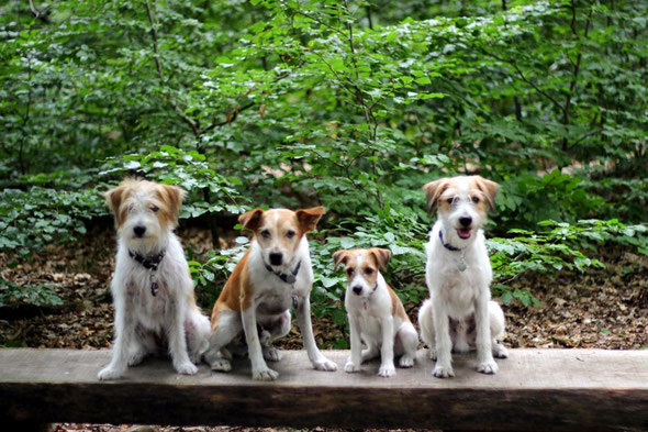 Happy, Charly, Avanti & Kabou im Grunewald