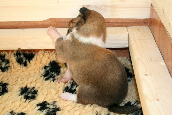 Balou kämpft mit der Wurfkiste :-)