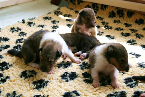 v. li.; Bennett, Balou, Bryson, liegend Bree