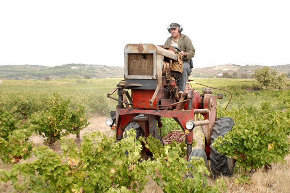 Photo trouvée sur le net "entretien du vignoble à Frontignan" 