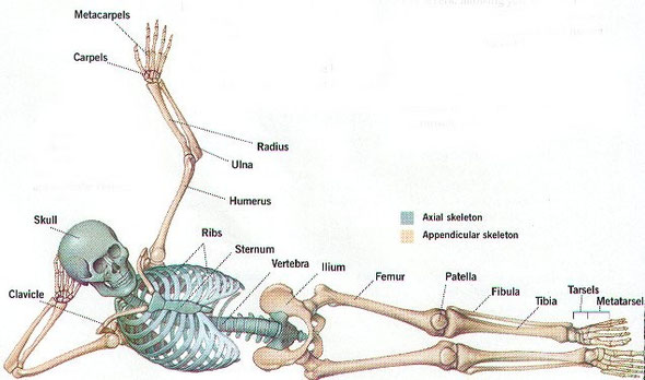 Unit 2 My Body Works And Moves 2º 3º 4º
