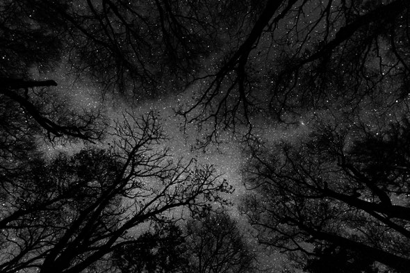 原生林　星景　写真　優秀賞
