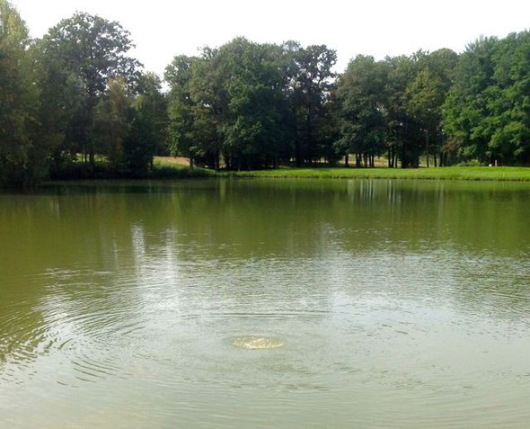 DES RONDS DANS L'EAU... PAS LES POISSONS MAIS LE PLONGEUR...