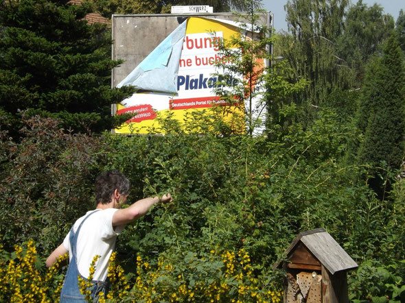 Endlich tut mal jemand was gegen den Wildwuchs. Beachtet das sich ablösende Plakat!!!