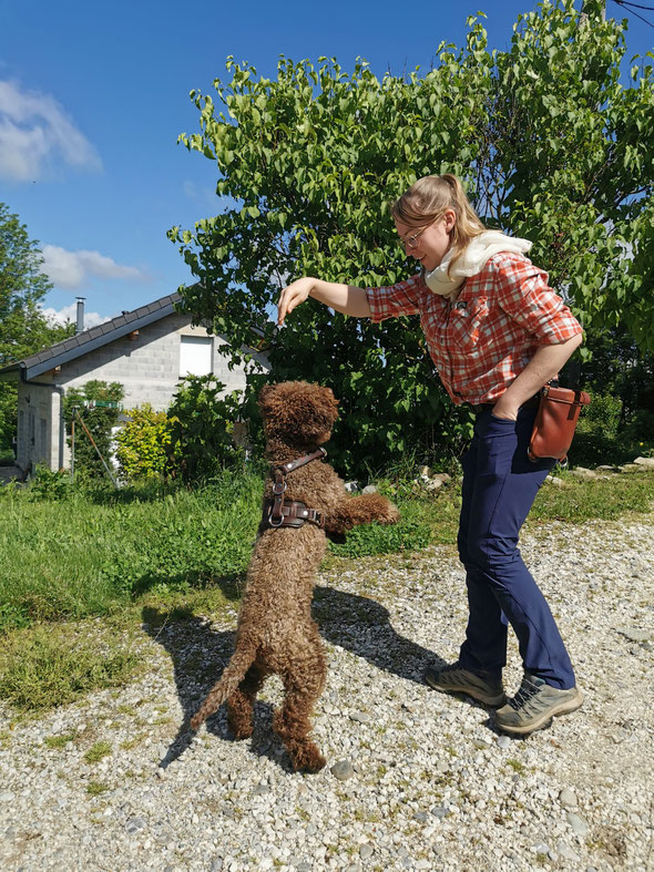 HARNAIS CHIEN LAISSE TIRE PROBLEME