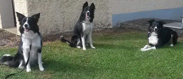 Buma, Birdy, Brax