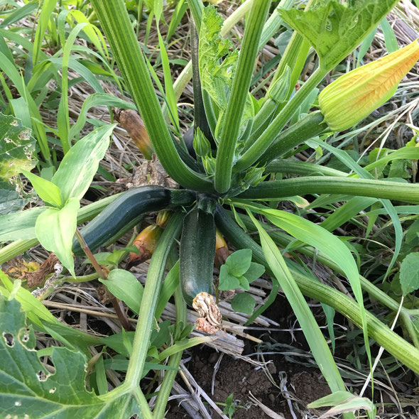 大きなお花のズッキーニ☆