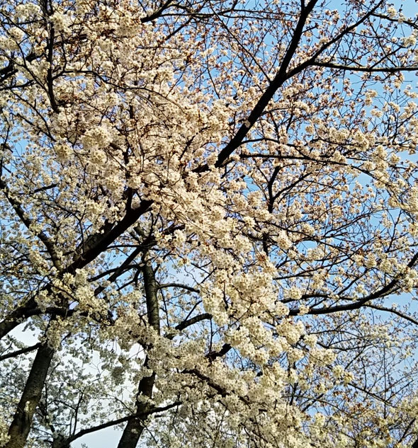 3月下旬桜が満開🌸