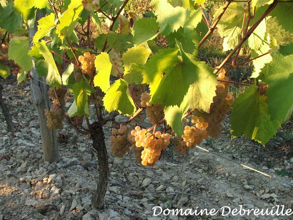 domaine debreuille, tournus, plottes, royer, macon, chalon sur saone, mancey, lugny, vin, vigne, fut, press cask, pressoir,  tonneau, bouteilles, proprietaire recoltant, wine, bourgogne, grape, cepage, aligote, chardonnay, pinot, gamay,