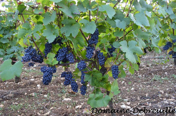 domaine debreuille, tournus, plottes, royer, macon, chalon sur saone, mancey, lugny, vin, vigne, fut, press cask, pressoir,  tonneau, bouteilles, proprietaire recoltant, wine, bourgogne, grape, cepage, aligote, chardonnay, pinot, gamay,