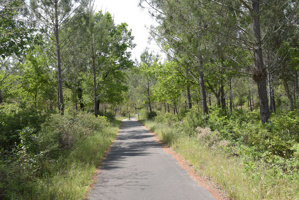 Die Veloroute, E1, ein Traum-Radweg - geteert, Wald, Meer, flach.