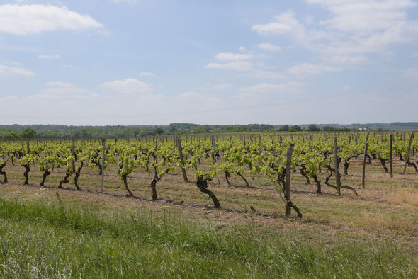 die ersten Bordeaux-Weinstöcke kurz vor Saintes