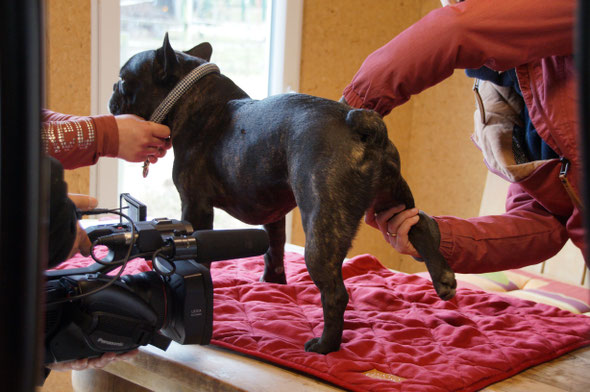 Osteopathie am Hund - Schmerztherapie bei Hunden -  Diana Tiebes, Essen, NRW