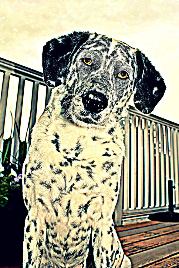 Pop Art Puppy by Ms. Nirode