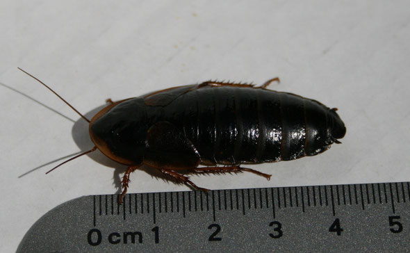 Blaptica dubia argentinische Schabe