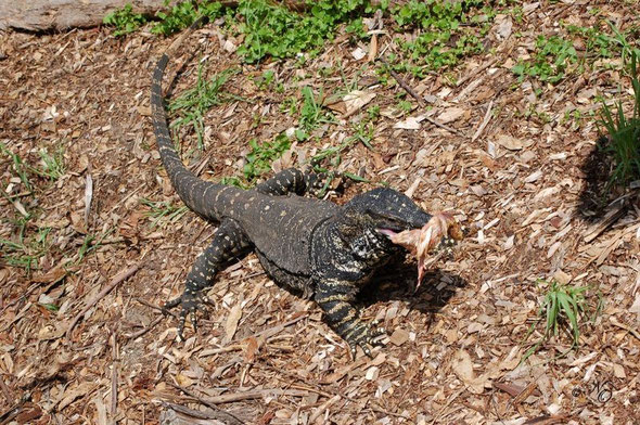 Varanus varius ( Buntwaran )