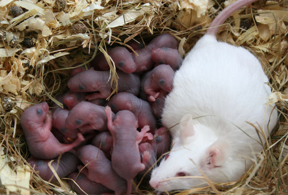 Mäuse Babys Warane