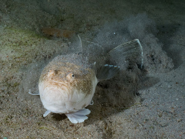 L'uranoscope (uranoscopus scaber) se cache dans le sable (en haut)... et ne se déplace que s'il est dérangé!