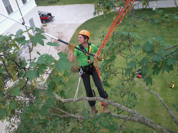 ...senza danneggiare l'area circostante all'albero
