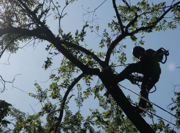 Movimentazione in sicurezza all'interno della chioma