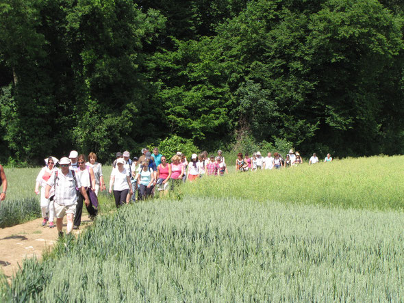 Sur  le  plateau  de  Nogent  vers  la  carriére de  pierre : Etalibissement VIOLET. 2015