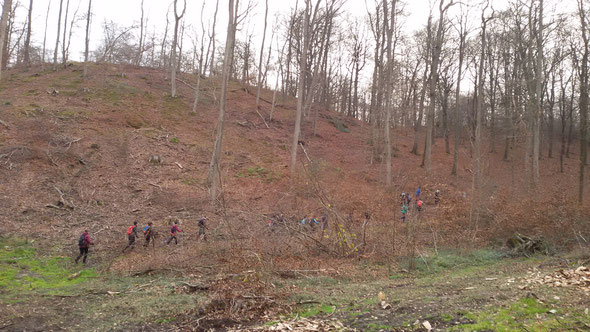 La Marche  Nordique passe  partout  :  nous apprenons  à  monter et descendre  les  pentes dans  la forêt .