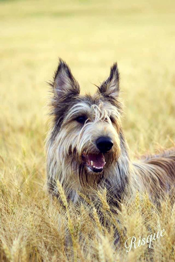 Nos Berger Picard Élevage des Picardiers Berger Picard Breeder