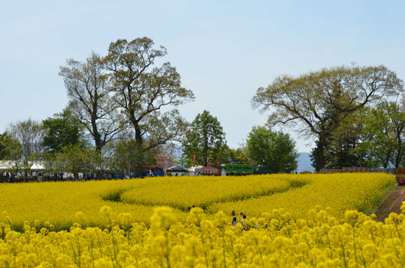 飯山　菜の花公園