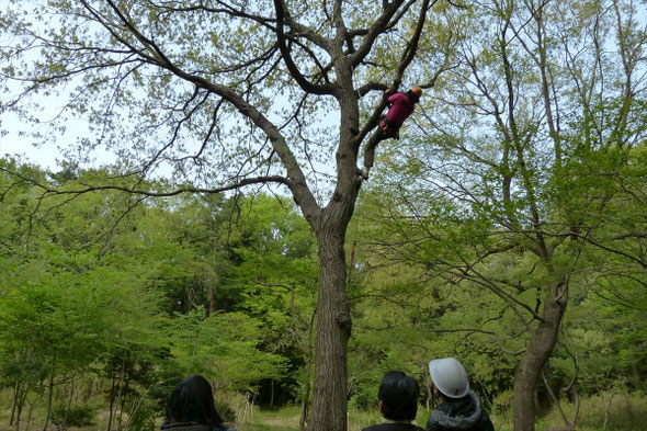 ツリークライミング