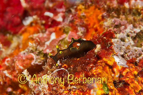 Aplysia sp.1 
