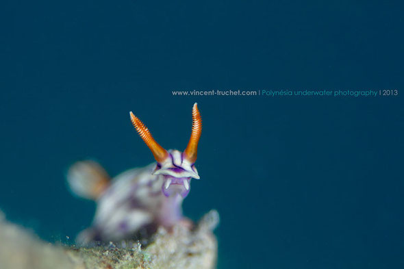 Hypselodoris zephyra