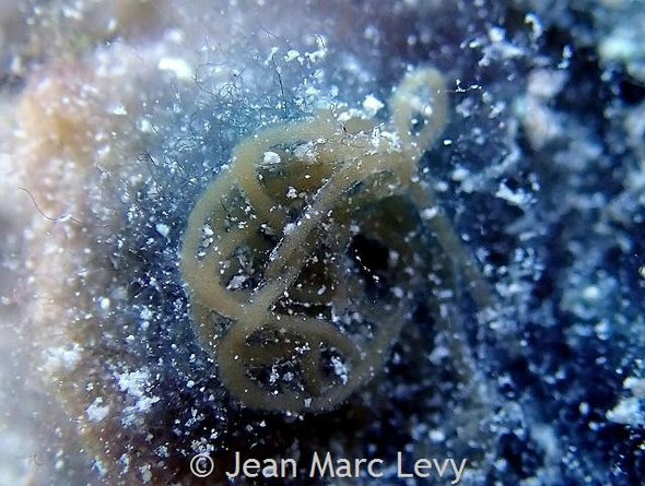 Stylocheilus striatus