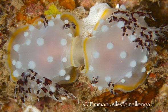 Halgerda sp.2 accouplement