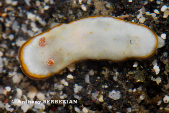 Goniobranchus verrieri anc Chromodoris verrieri