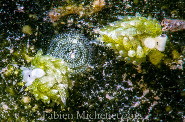 Costasiella sp. 5