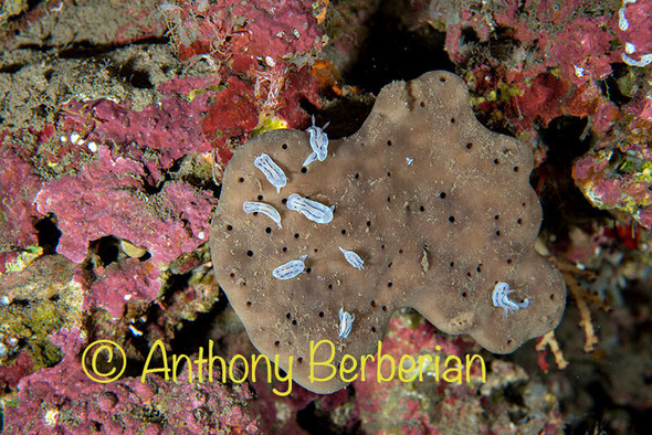 Chromodoris sp. 4 while feeding, tahiti 55m