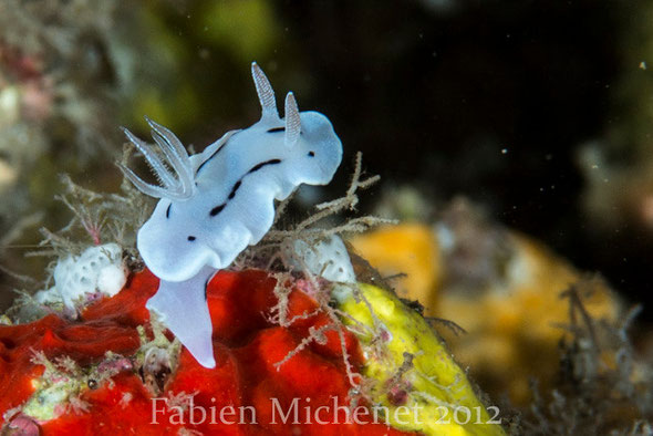 Chromodoris willani