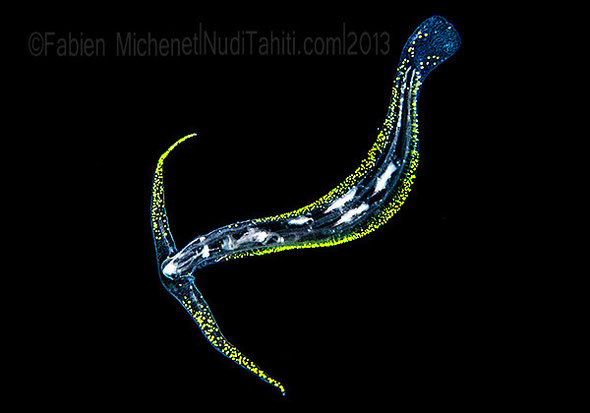 Cephalopyge trematoides