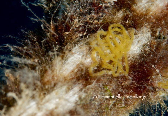 Stylocheilus longicauda eggs