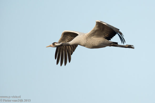 Kraanvogel