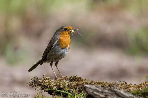 Roodborst