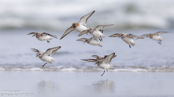 Drieteenstrandlopers